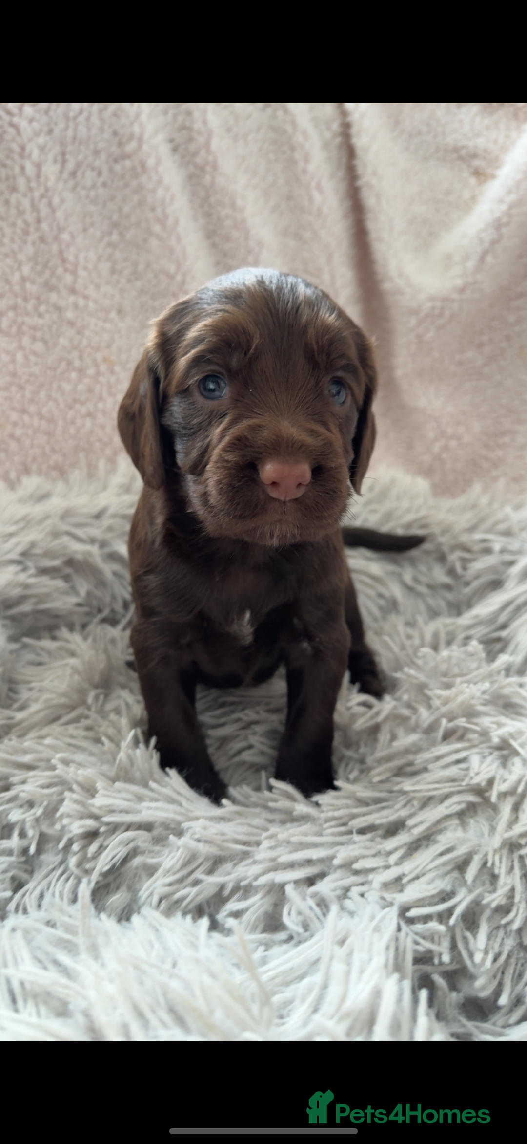 Cocker Spaniel dogs for sale: Cocker spaniel puppies - Image 4