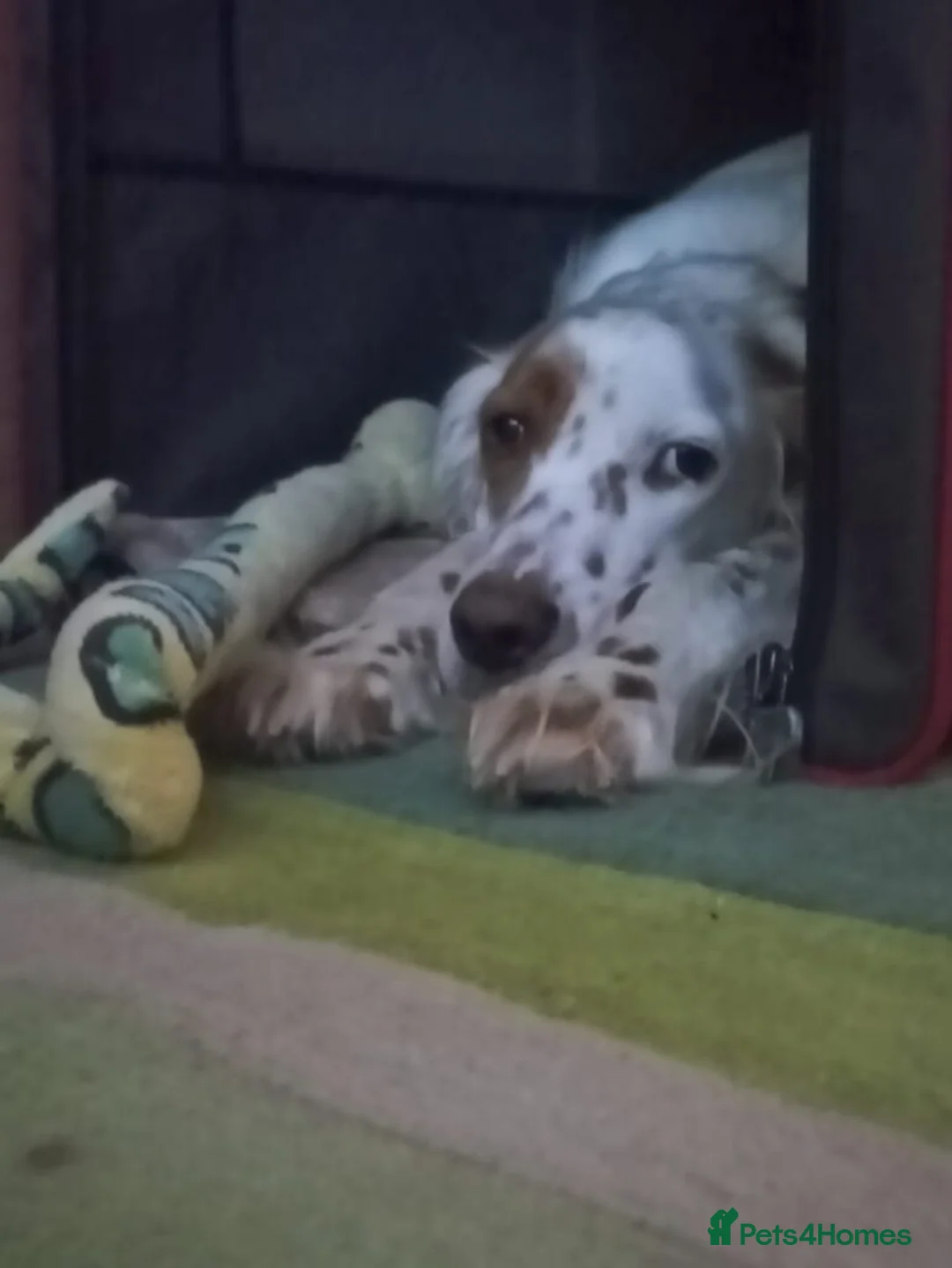English Setter dogs for adoption: Parchi (Lucas) in Chesterfield - Advert 16