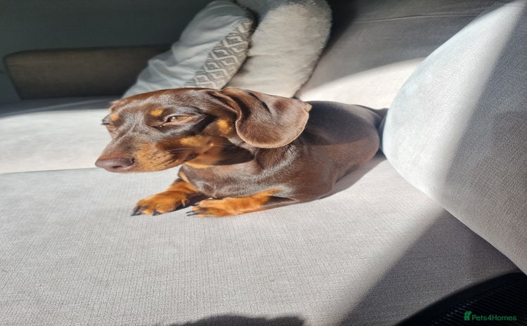 Miniature Dachshund dogs - Advert 1