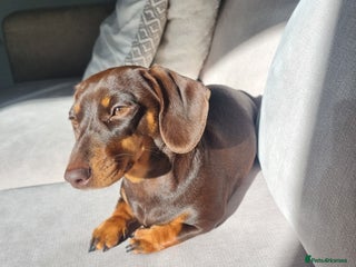 Miniature Dachshund dogs - Advert 13