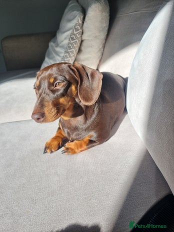 Miniature Dachshund dogs - Advert 1