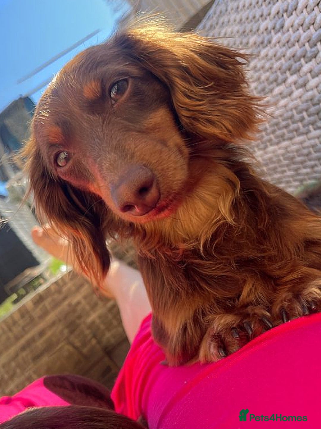 Dachshund dogs for sale: Miniature dachshund puppies  - Image 9
