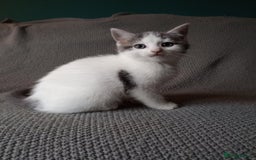 Mixed Breed cats for sale: Gorgeous Ragdoll/Chinchilla Persian kittens  - Image 7