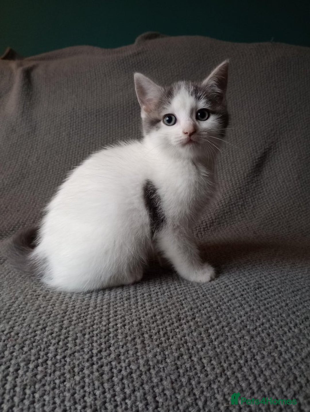 Mixed Breed cats for sale: Gorgeous Ragdoll/Chinchilla Persian kittens  - Image 7