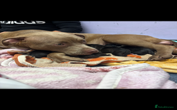 Mixed Breed dogs for sale: Beautiful 8 week old pups  - Advert 5