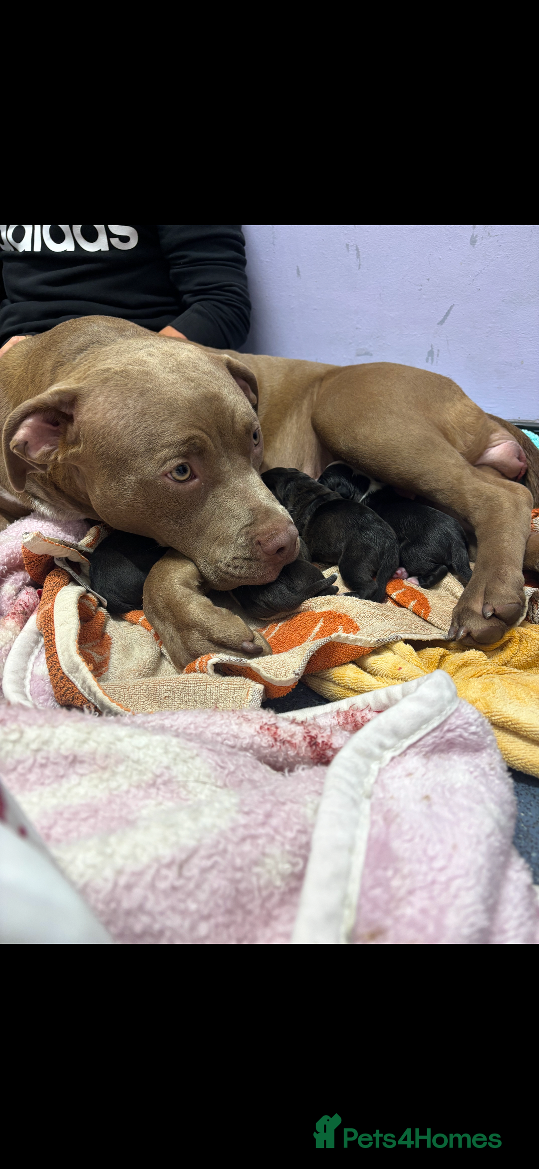 Mixed Breed dogs for sale: Beautiful 8 week old pups  - Advert 5