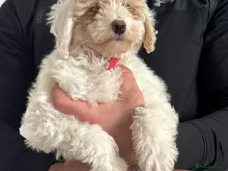 Poochon dogs FEMALE POOCHON READY TO LEAVE - Advert 9