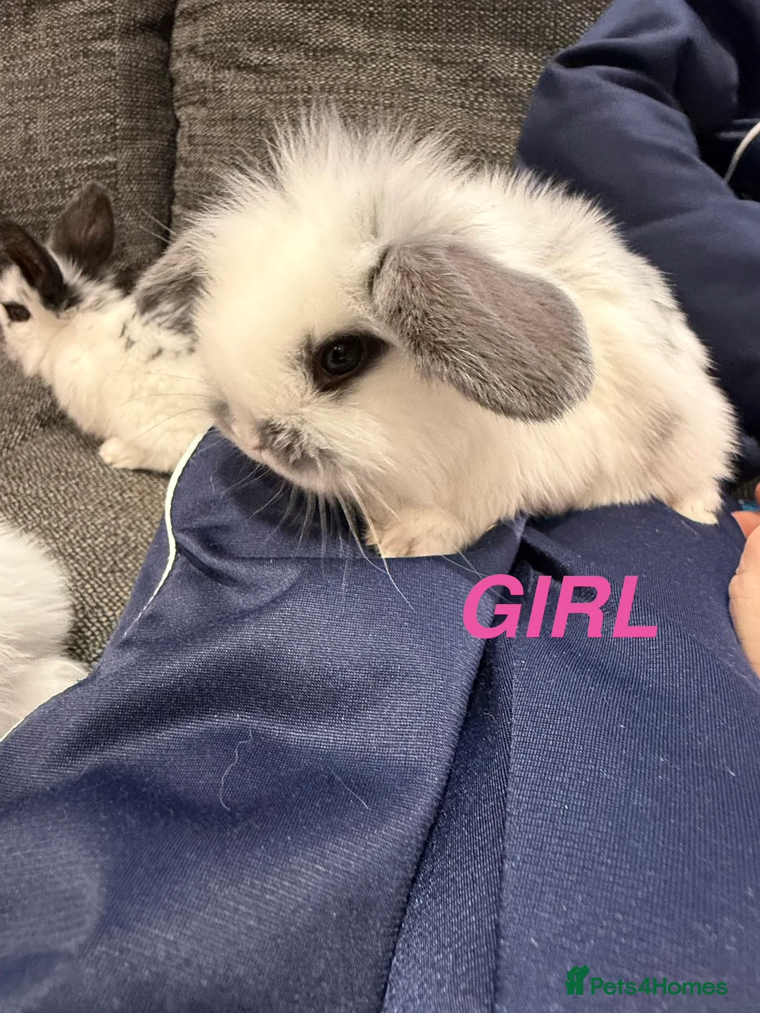 Mini Lop rabbits for sale: Adorable Mini Lops  - Advert 7