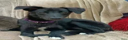 Mixed Breed dogs for adoption: Purple for adoption in Bedford - Advert 2