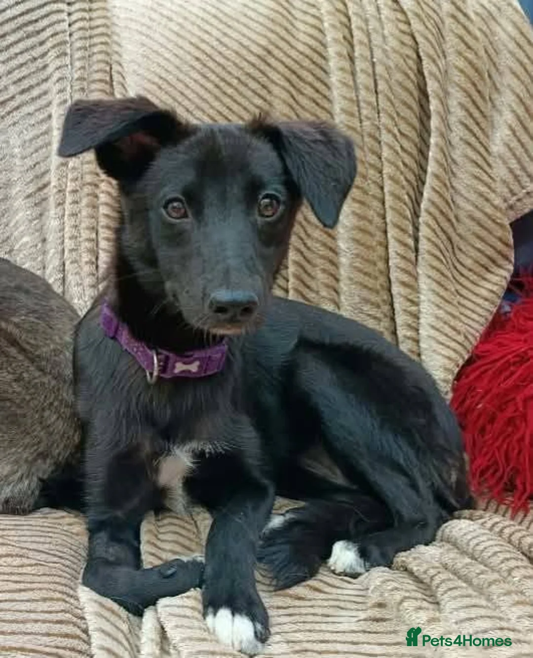 Mixed Breed dogs for adoption: Purple for adoption in Bedford - Advert 2