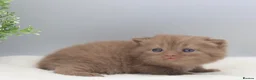 British Shorthair cats for sale: PEDIGREE BRITISH SHORTHAIR KITTENS - Advert 6