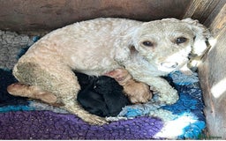 Cockapoo dogs for sale: F3 Cockapoo puppies. Prices do vary.  - Image 15