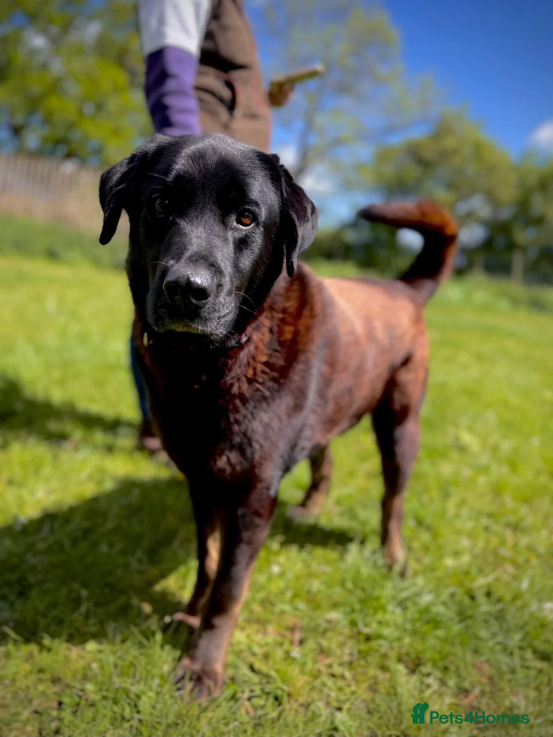 Mixed Breed dogs for adoption: Atlas - Labrador x Malamute in Wells - Advert 1