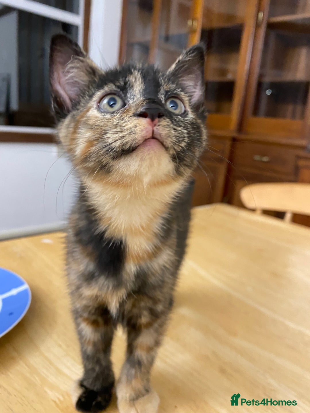 Mixed Breed cats for sale: One tortoiseshell female left, ready now  - Advert 2