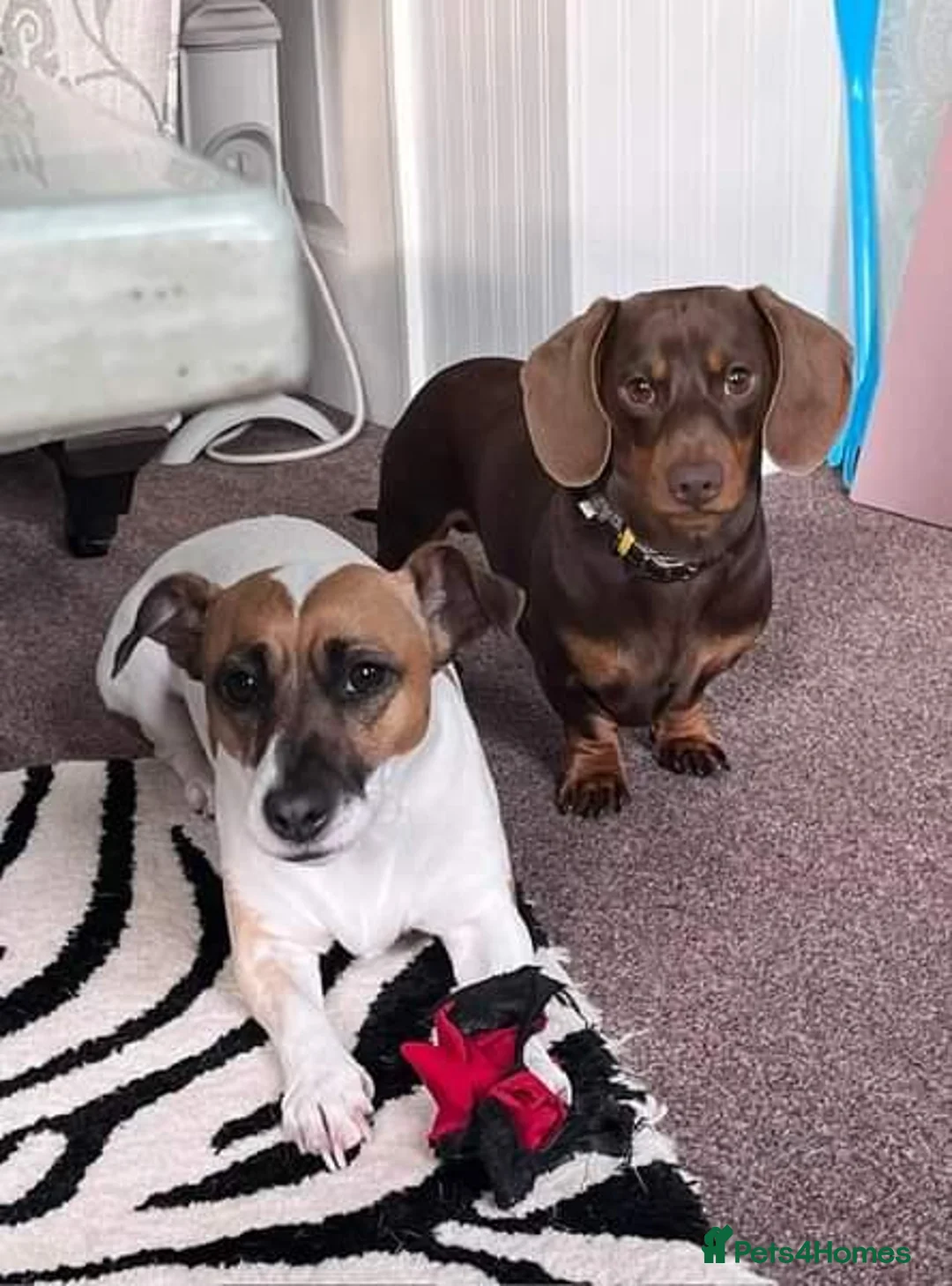 Jackshund dogs for sale: Jackhounds - Advert 1