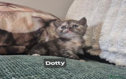 British Shorthair cats for sale: Beautiful British shorthair kittens - Image 1