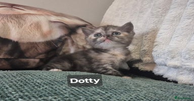 British Shorthair cats - Advert 12