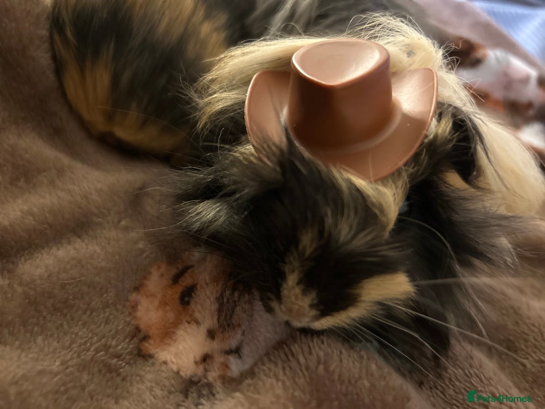 Guinea Pig rodents for sale: 2 Male Guinea Pigs for sale (can go separately) - Advert 11