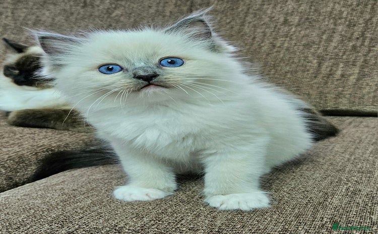 Ragdoll cats - Advert 2