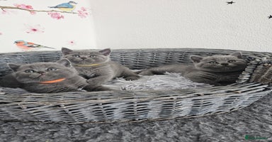 British Shorthair cats - Advert 6