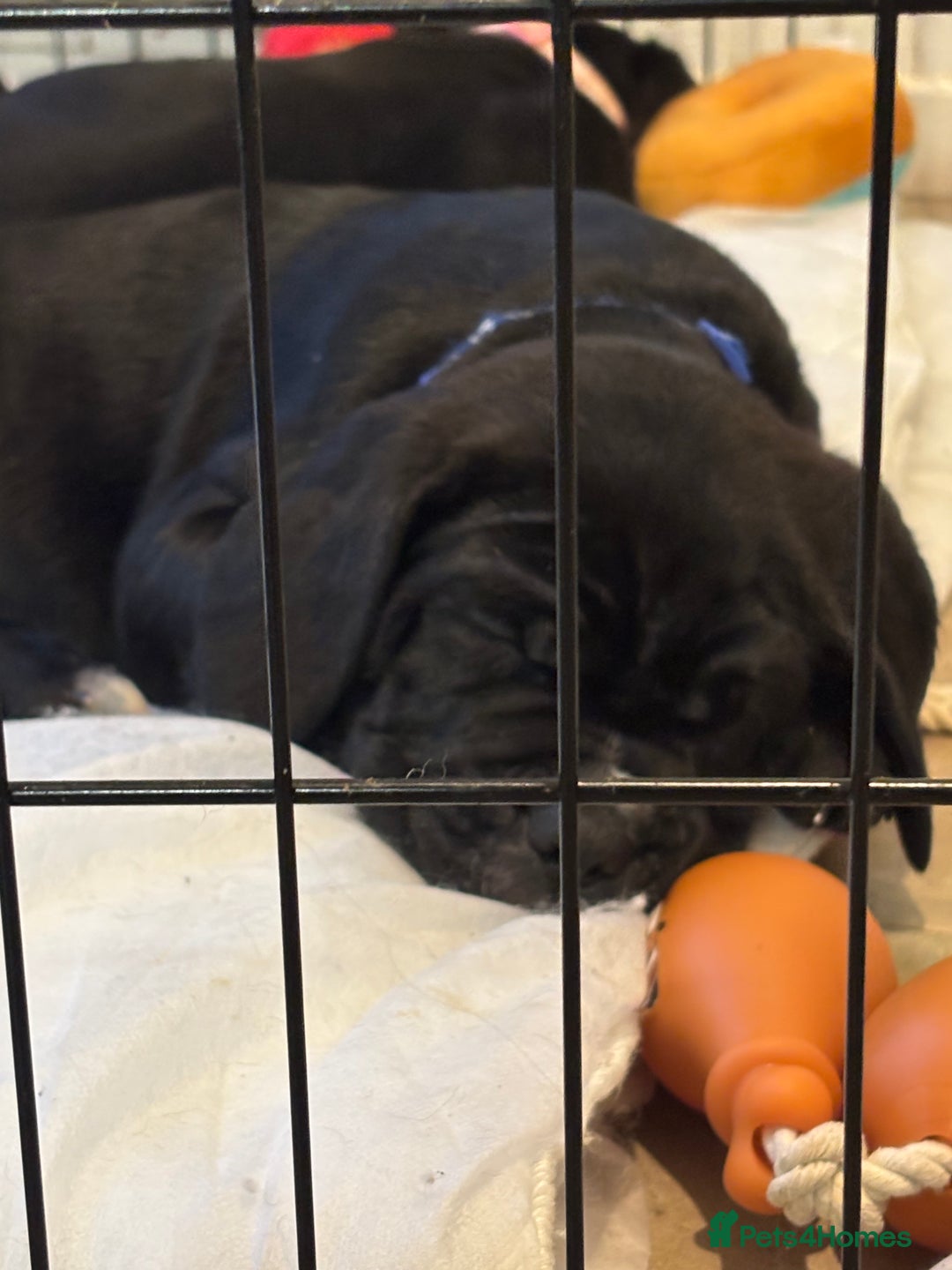 Cane Corso dogs for sale: 🐾‼️💕LAST GIRL💕‼️🐾 - Advert 7