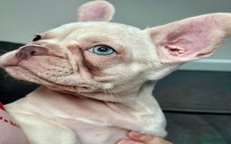 French Bulldog dogs for sale: READY NOW!! KC registered French bulldogs - Image 2