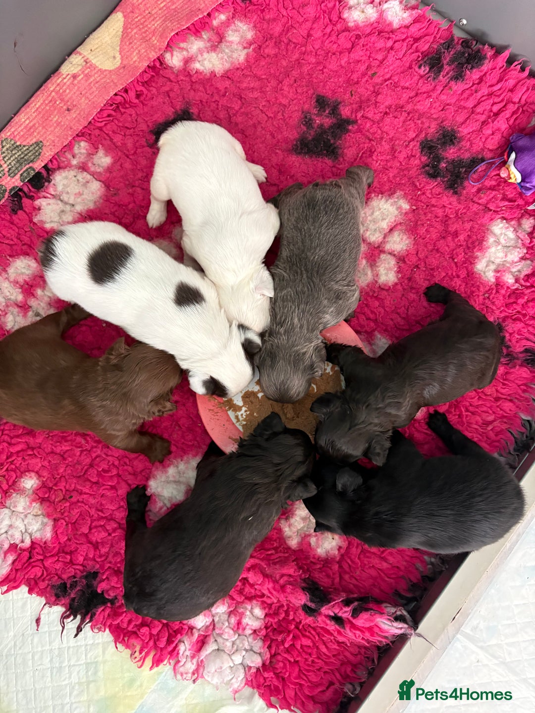 French Bulldog dogs for sale: *Fluffy French Bulldog Pups-4 reserved* - Image 25