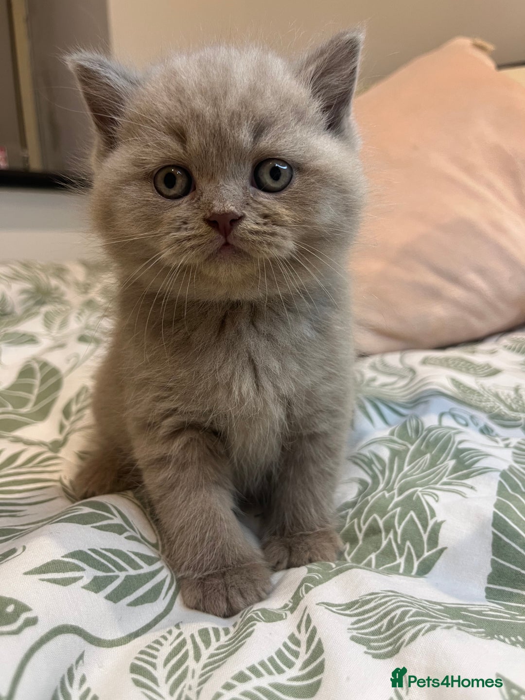 British Shorthair cats for sale: Pedigree British Shorthair Kittens Golden & Lilac - Advert 10