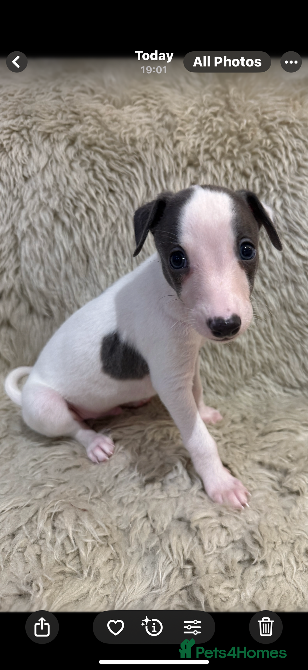 Whippet dogs for sale: KC registered Whippet puppies  - Advert 14