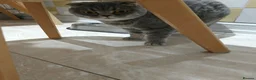 Mixed Breed cats for sale: Scottish fold Zeus - Advert 4