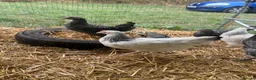 Chickens poultry for sale: Point of lay hybrid hens  - Advert 7