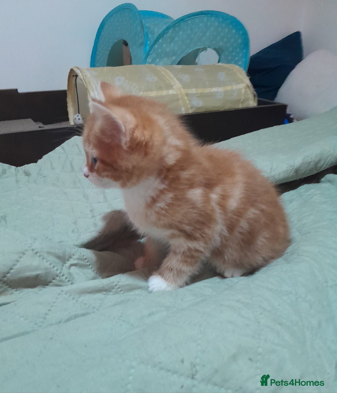 Mixed Breed cats for sale: 3 gorgeous kittens 😺😸😻 - Advert 27