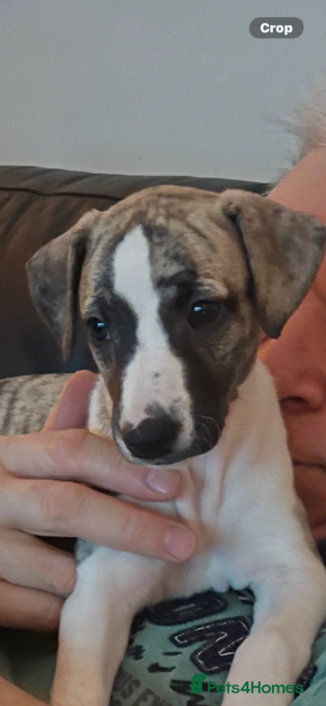 Whippet dogs for sale: KC REGISTERED Whippet puppies for Sale - Advert 16