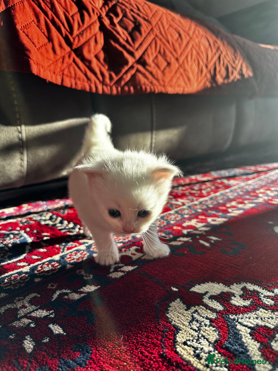 Siamese cats for sale: Siamese x russian blue kittens - Advert 8