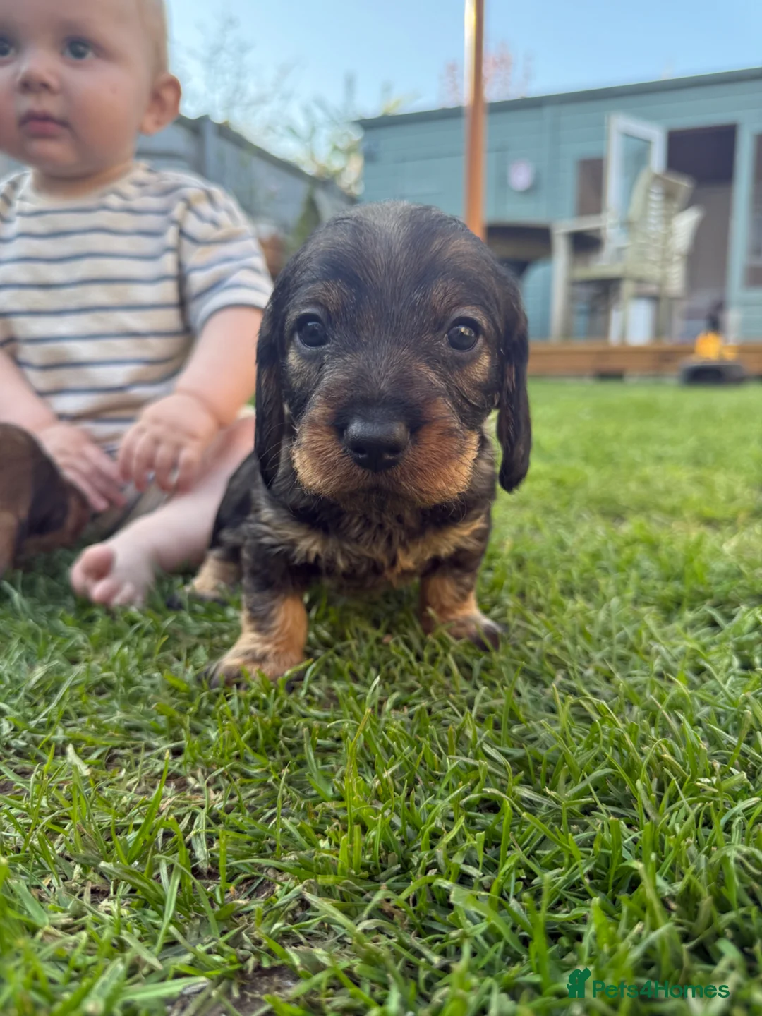 Mixed Breed dogs for sale: STANDARD WIREHAIRED DACHSHUND PUPPIES in Shrewsbury - Advert 2