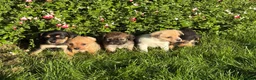 Mixed Breed dogs for sale: 5 Beautiful cavachon cross jack Russell puppies - Advert 6