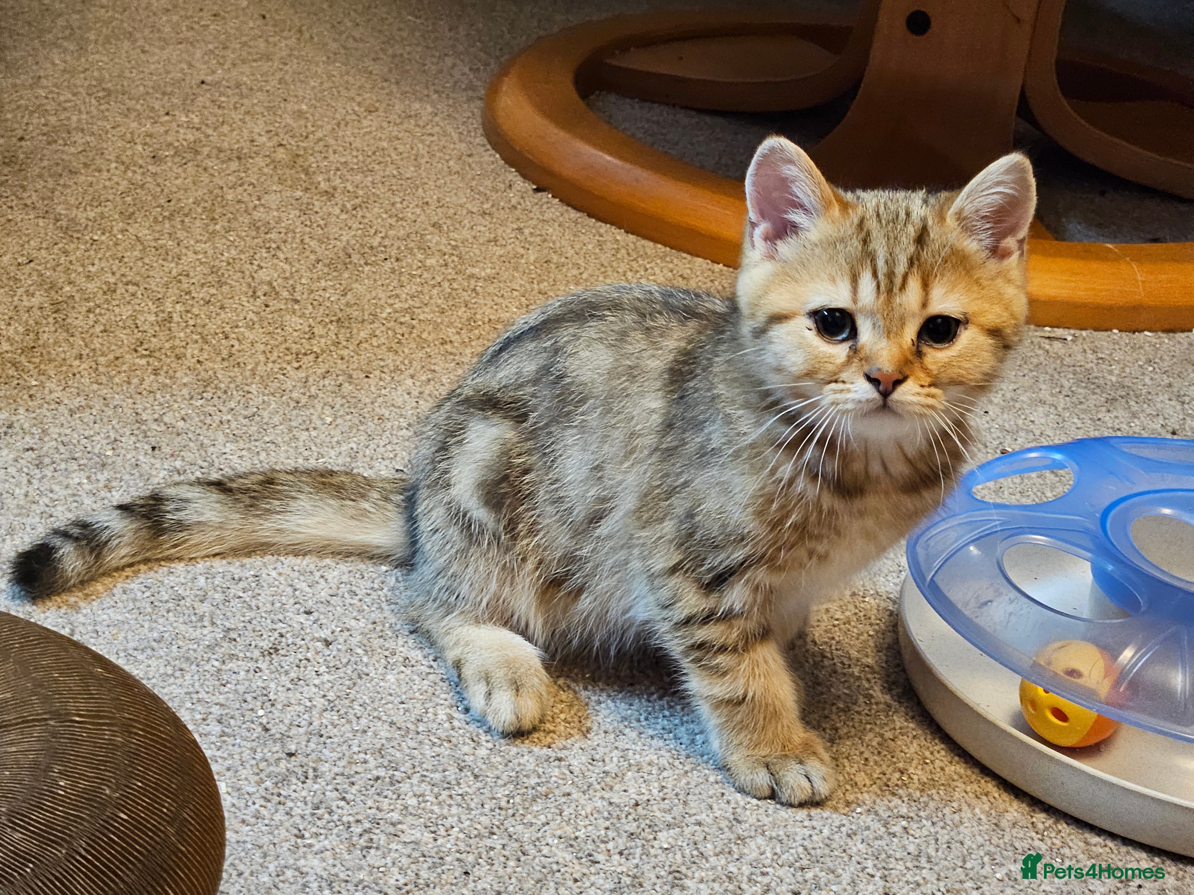 British Shorthair cats Stunning Golden British Shorthair Kittens  - Advert 2