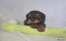 Doxiepoo dogs for sale: Adorable PRA clear daxipoos hypoallergenic  - Image 20