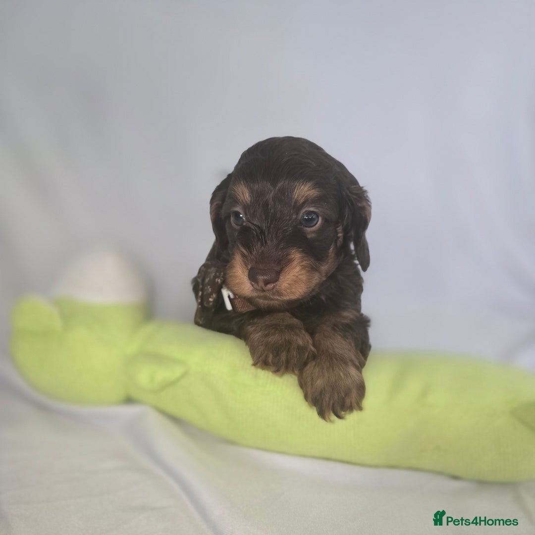 Doxiepoo dogs for sale: Adorable PRA clear daxipoos hypoallergenic  - Image 20