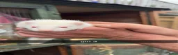 Ferret rodents for sale: Ferret kits for sale  - Advert 9