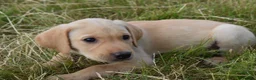 Labrador Retriever dogs for sale: Stunning Working Pedigree Labrador Puppies  - Advert 2