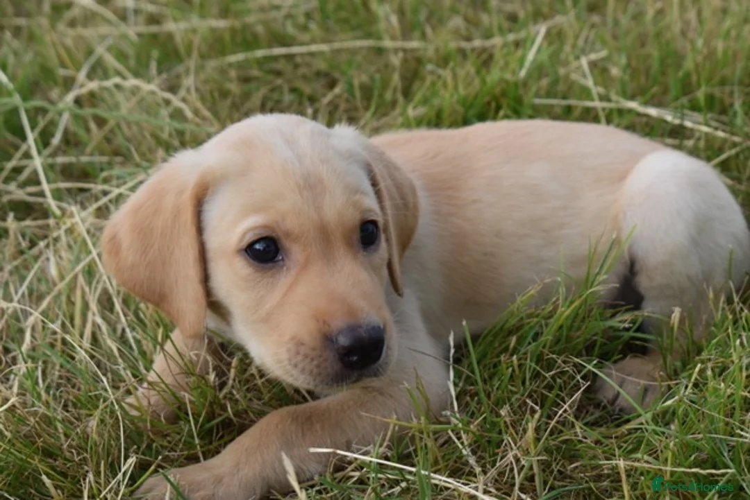 Labrador Retriever dogs for sale: Stunning Working Pedigree Labrador Puppies  - Advert 2