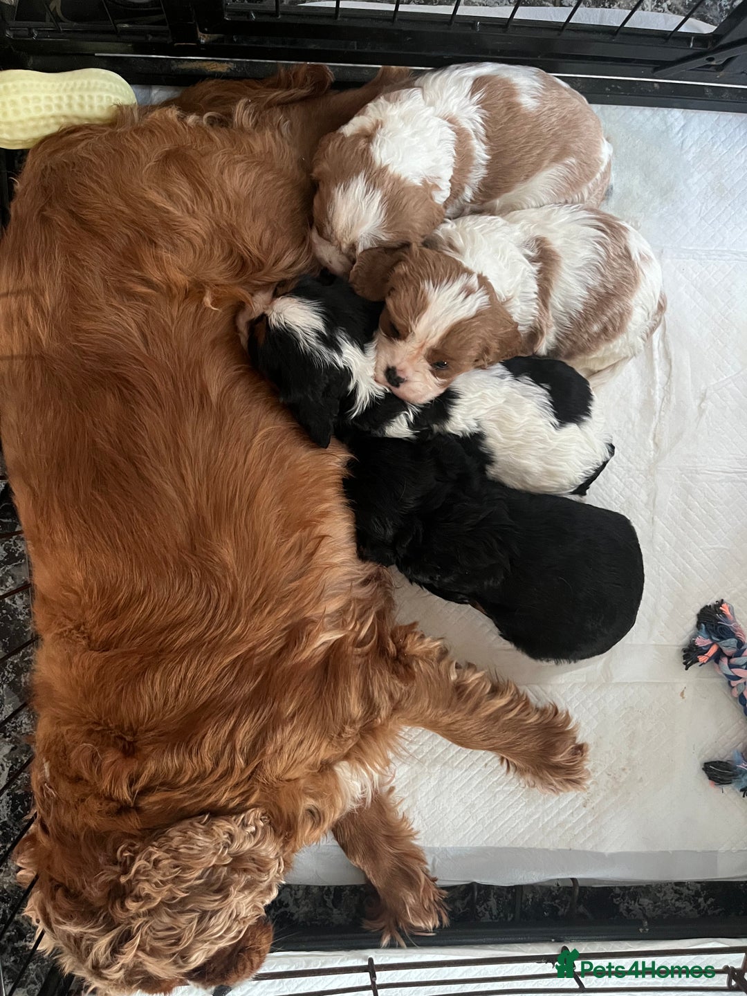 Cavalier King Charles Spaniel dogs for sale: Cavalier King Charles puppy’s  - Advert 19