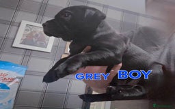 Staffordshire Bull Terrier dogs for sale: Staffordshire Bull Terrier Puppies 2Boys Available - Advert 6