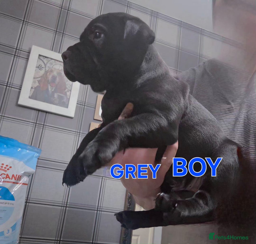 Staffordshire Bull Terrier dogs for sale: Staffordshire Bull Terrier Puppies 2Boys Available - Advert 6