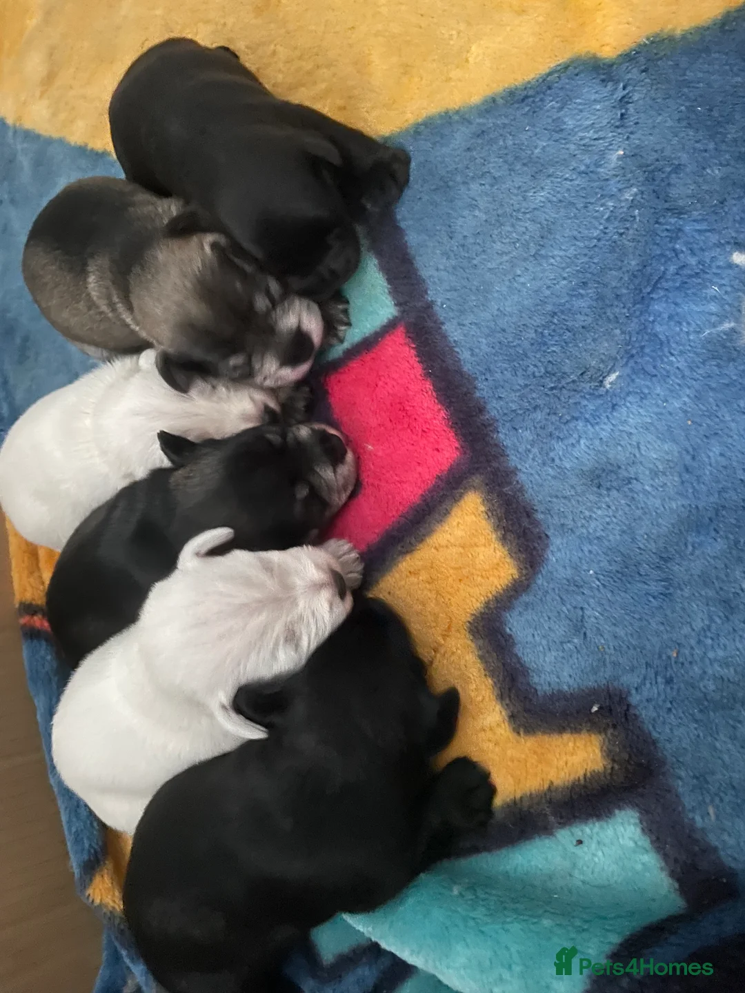 Miniature Schnauzer dogs for stud: KC reg Miniature Schnauzer Proven 'super' Stud  in Cockermouth - Advert 8