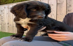 Sprocker dogs for sale:  Sprocker spaniel puppies - Ready Soon ! - Image 15