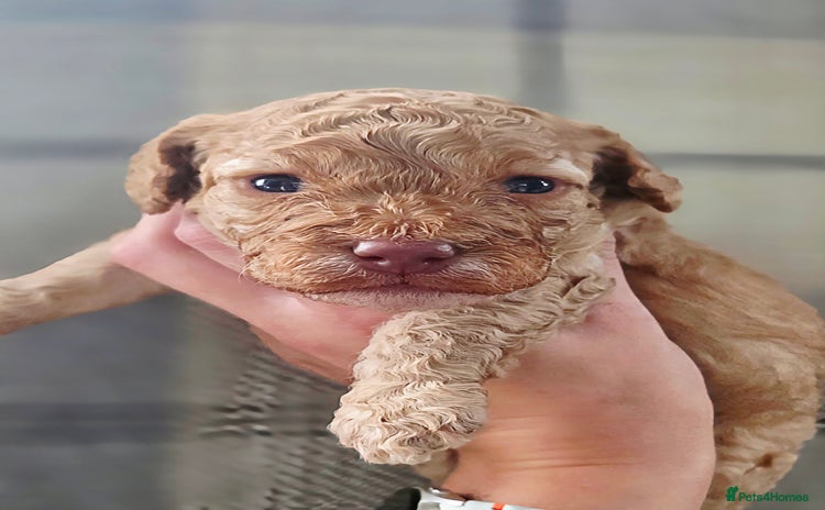 Cockapoo dogs - Advert 1