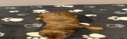 Miniature Dachshund dogs for sale: stunning miniature dachshund - Advert 3