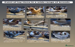 Chickens poultry for sale: Point of lay fully vaccinated Hens, lots of breeds - Image 1